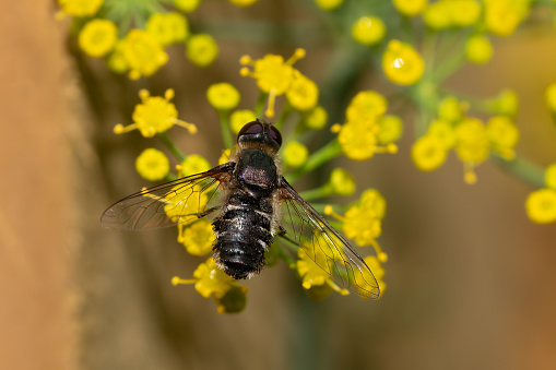 This hover fly on yellow dill plant flowers is genus Villa.