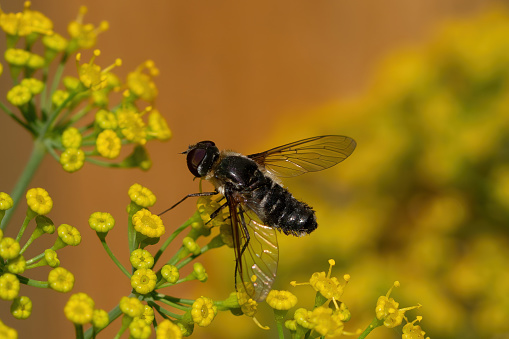 This hover fly on yellow dill plant flowers is genus Villa.