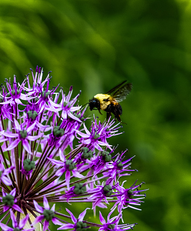 A bumble bee collects nectar and pollinates an allium plant.