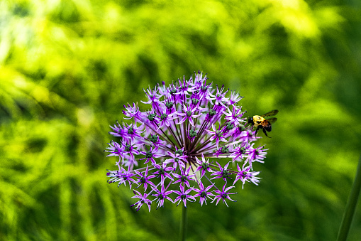 A bumble bee collects nectar and pollinates an allium plant.