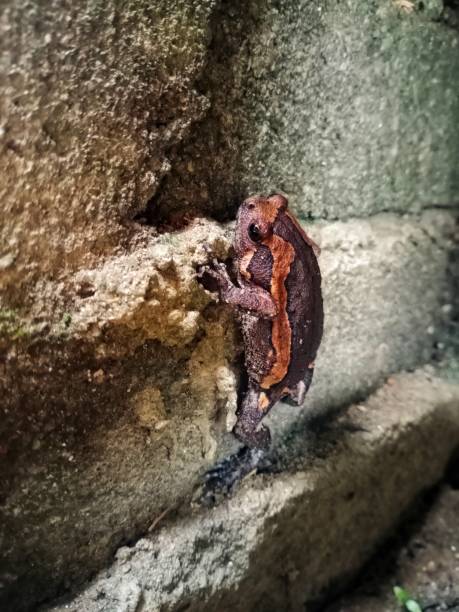 istock Banded bullfrog climbing a brick wall 1612791958