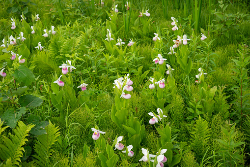 Field of wild Lady Slipper flowers. Light pink flower northern Minnesota