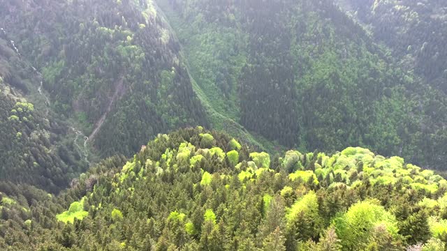 Flight through the green meadows covered with flowering fresh grass to the plateau towards the forested valley