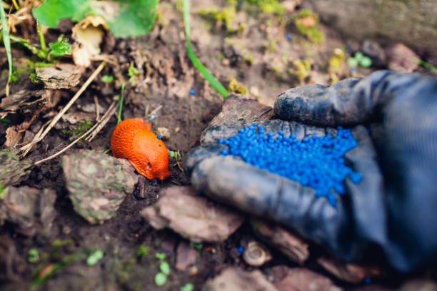 Slug poisoned bait for pest control. Gardener throwing handful of blue granules on ground to kill brown Spanish slugs. Snail trap. Invasive animals