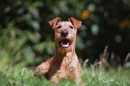 Happy Irish Terrier puppy posing outdoors lying down on a green grass in summer