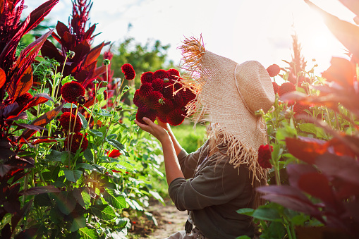 Farmer holding bouquet of burgundy ball dahlias on rural flower farm at sunset. Woman wearing straw hat picking flowers in field. Summer harvest