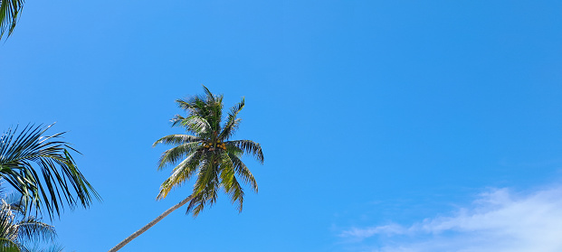 coconut tree against blue sky background