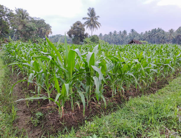 istock A green field of corn 1612862771