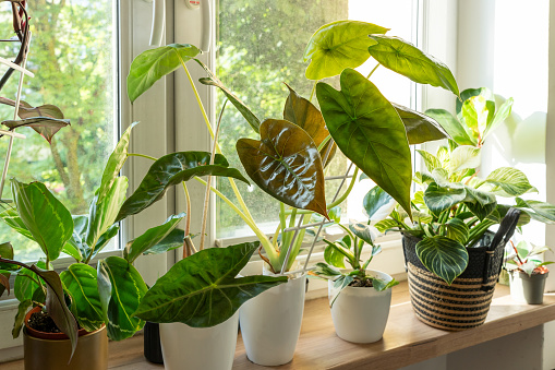 Philodendron white measures or birkin, alocasia, white princess in the pots at home. Indoor gardening. Hobby. Green houseplants. Modern room decor, interior. Lifestyle, Still life with plants