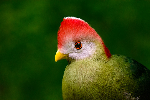 Close-up of exotic Red-crested turaco against heavily blurred green vegetation. It is endemic to western Angola (west coast of Southern Africa).