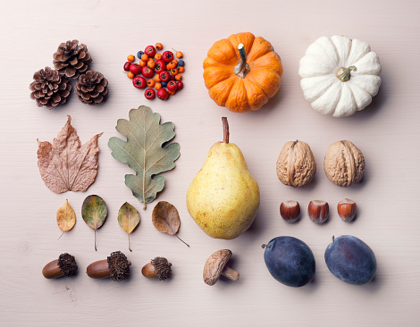 Top view of  Autumn maple leaves with Pumpkin and red berries on white wooden background. Thanksgiving day concept.