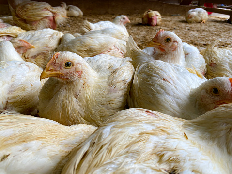 Group of domestic buff orpington hens and silkies relaxing in a garden.