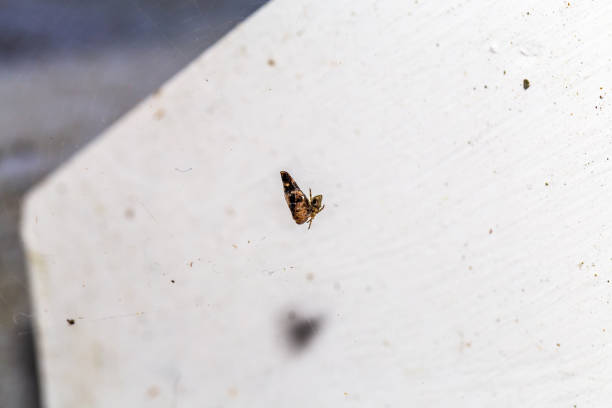 istock Closeup of a spider wrapping an insect on a web 1613010301