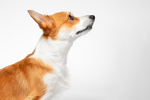 Profile of groomed red corgi dog faithfully looks up, stretched out his neck gracefully, listens attentively to handler on white background. Training of purebred puppy, working out exercises, exposure