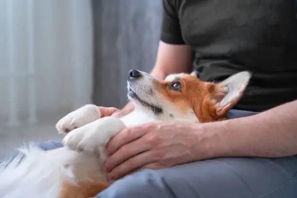 Photo of Dog lies relaxed on owner lap, paws tucked. Family happiness, sincere feelings