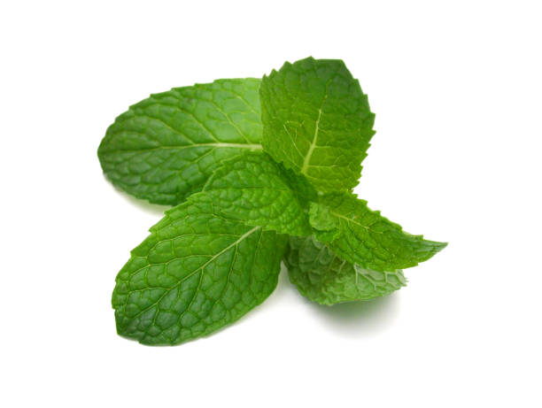 istock Fresh mint leaves isolated on white background. 1613028128