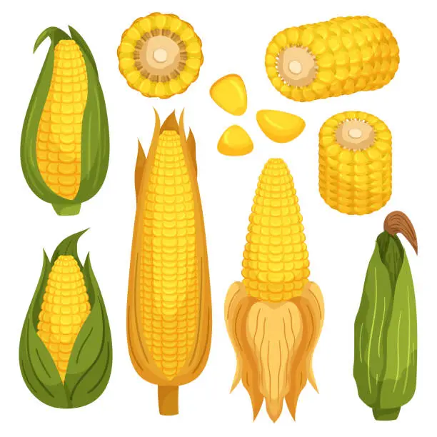 Vector illustration of Set of Corn Cobs Are The Husked, Cylindrical, And Edible Part Of The Corn Plant. Corn Seeds, Or Kernels