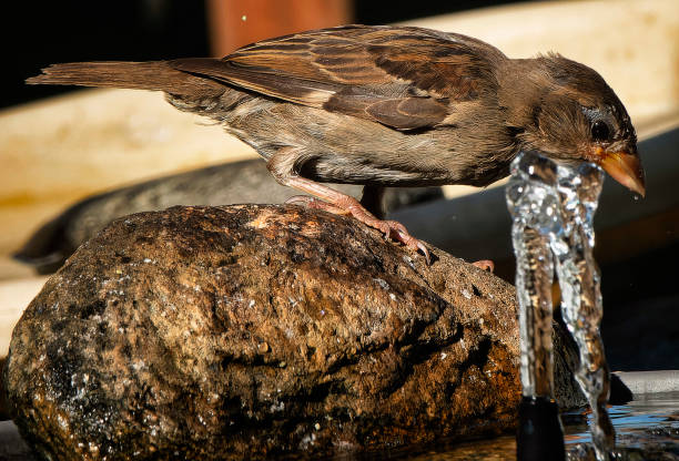 istock A little Sparrow on the bird feeder 1613046971