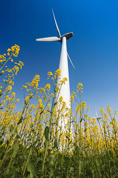 istock wind turbines in rapeseed field 161305571