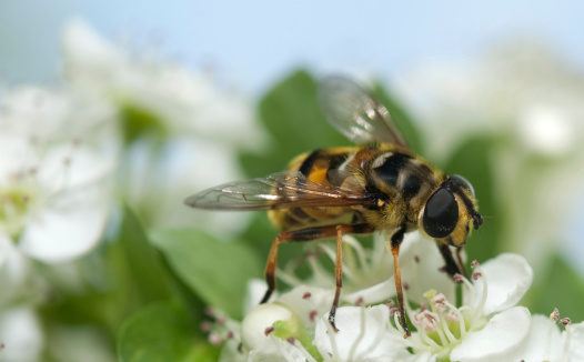 Bee on hawthorn flower