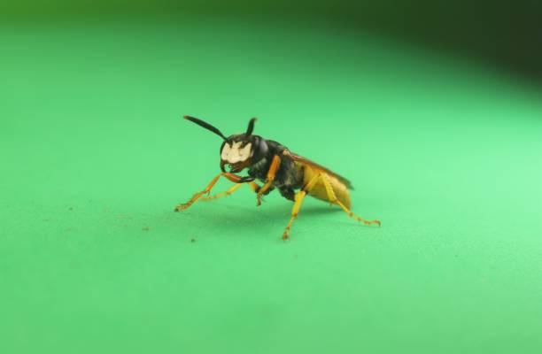 istock European beewolf (Philanthus triangulum) isolated a green background.
It's also called a Bee-wolf.
Bee-killer wasp cleaning its self.
Solitary wasps.
Insects, insect. 1613079758