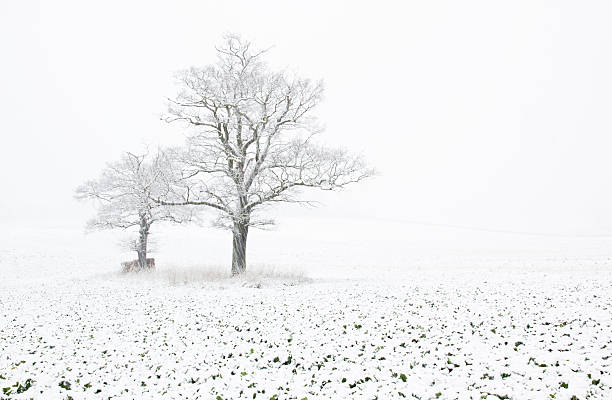 istock Winter landscape with trees covered in snow 161308649