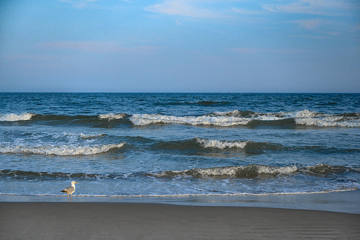 a flock of sea gulls flying over the surf along the sandy beach  in Jutland, Denmark.