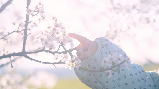 Baby girl touching flowers on a fruit tree while in nature on a sunny spring day.