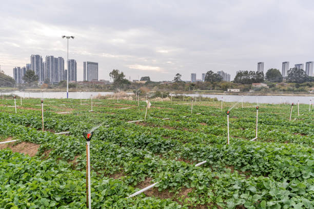 nowoczesne miasta i nowoczesne grunty rolne nawadniane przez urządzenia nawadniające - irrigation equipment crop agricultural sprinkler homegrown produce zdjęcia i obrazy z banku zdjęć