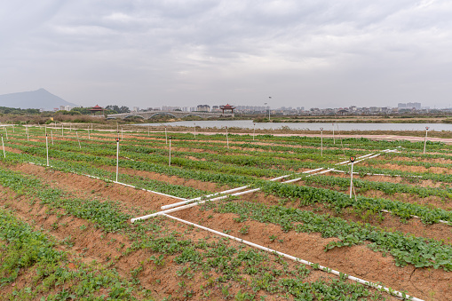 Farmland irrigated by sprinkler equipment and modern urban buildings