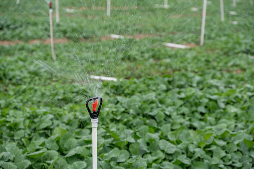 Modern agricultural irrigation equipment is used to irrigate farmland