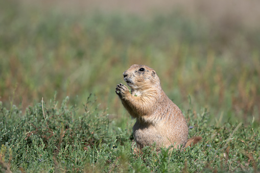 Barking out an alarm call, a black-tailed prairie dog stays close to his underground burrow in Bear Creek Lake Park in Lakewood, Colorado.