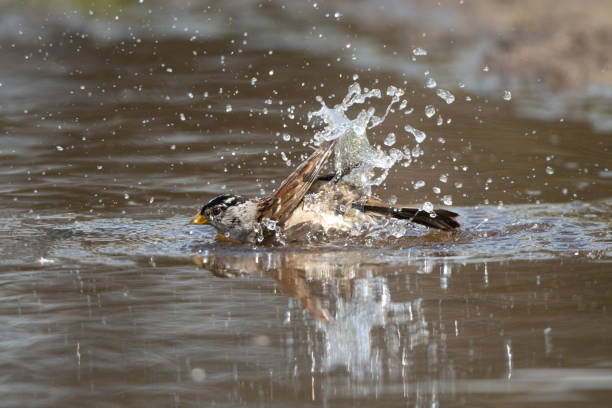 istock Sparrow Bird Bathing and Splashing Water in Puddle 1613194307