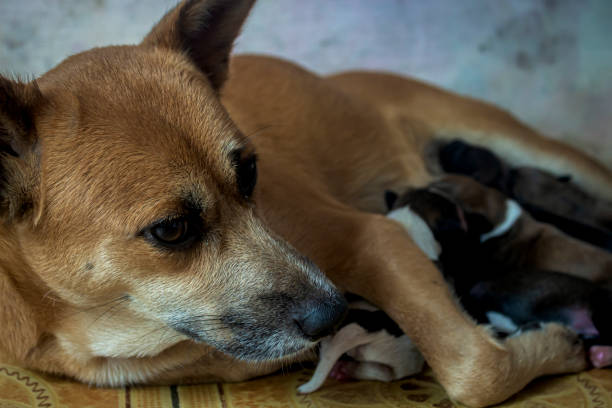 istock female dog nursing while protecting her pups 1613207009