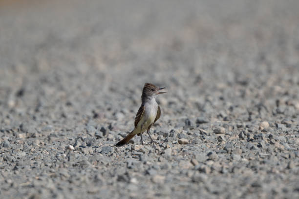 oiseau moucherolle à gorge cendrée à la chasse à la nourriture à livermore en californie - ash throated flycatcher photos et images de collection