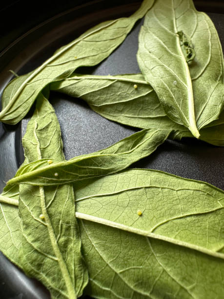 Monarch Eggs Group of fresh monarch eggs and empty hatched monarch eggs on milkweed leaves. egg to caterpillar stock pictures, royalty-free photos & images