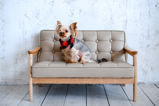 Cute Yorkshire terrier dog in bandana sitting on small leather sofa in living room.