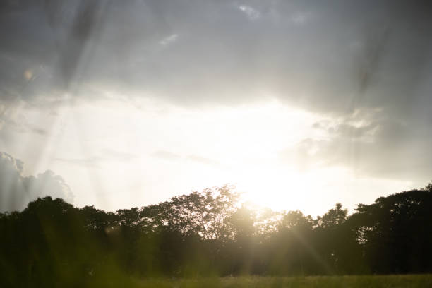 Green leaf isolated on sky background and sunbeams