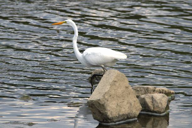istock A Great Egret moves slow  between the rocks. 1613269513