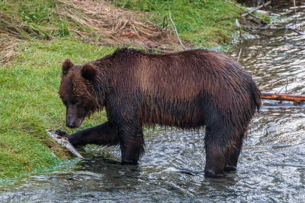 istock Grizzly Bear Hunting For Salmon 1613271072