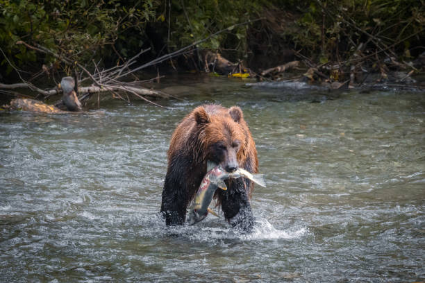 istock Grizzly Bear Hunting For Salmon 1613271074