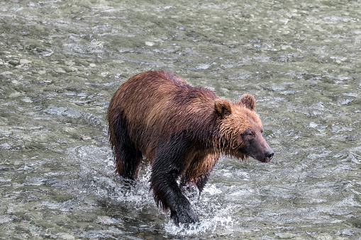 A brown (or grizzly) bear in Alaska chasing salmon