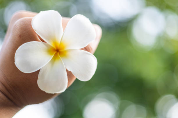 white flower in man's hand circular bokeh blur