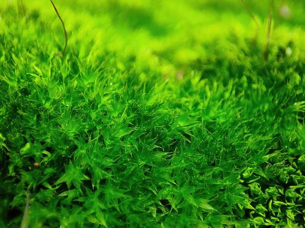 istock Closeup view and selective focus of Dicranella moss 1613292781