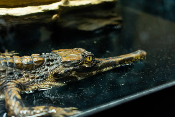 bébé gavial, jeune crocodile piscivore. - gavial photos et images de collection