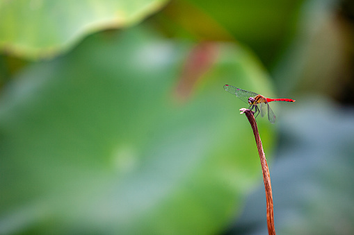 dragonfly sitting on top