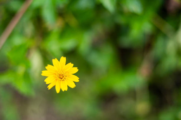 Yellow flower isolated on blurred background