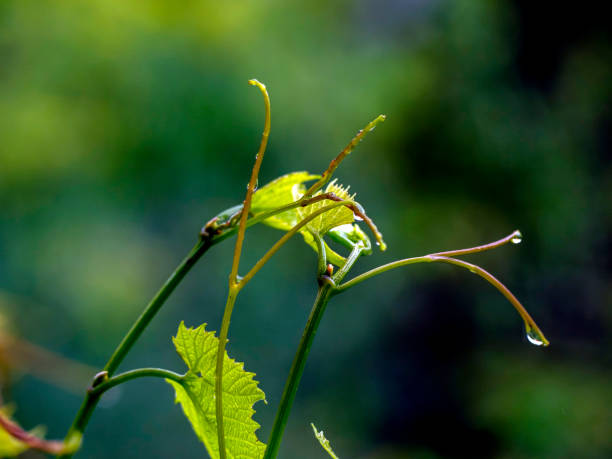 istock raindrops on grape shoots during rain in cloudy weather 1613329793