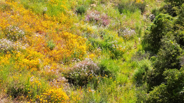 istock Spring Poppies of Southern California 1613331365
