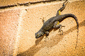 Lizard on a Brick Wall
